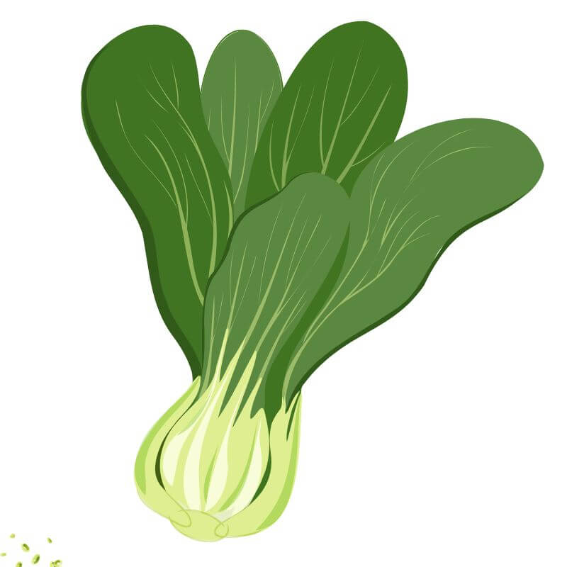 Spring Foodie Seed Bundle