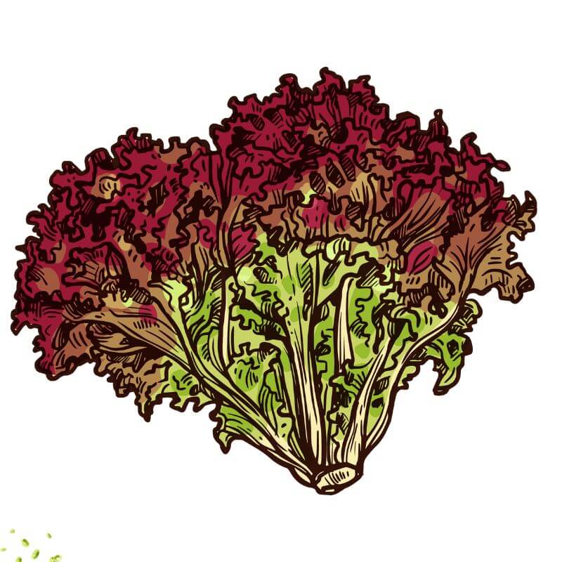 Pretty Edible Seed Bundle