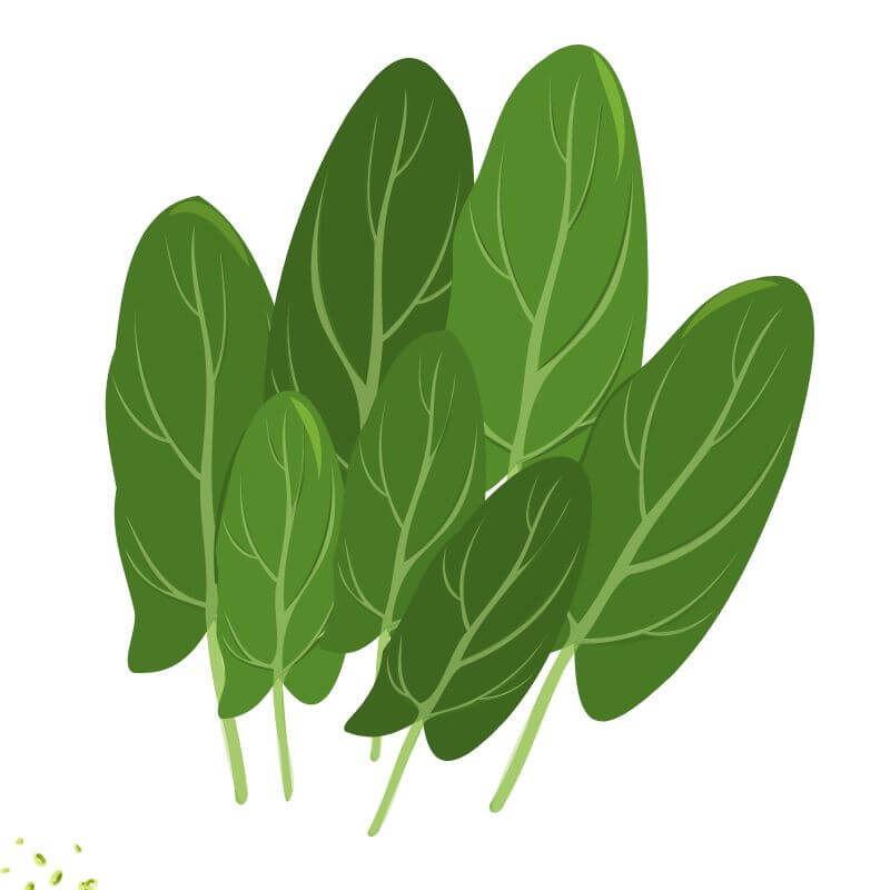 Salad Bowl Seed Bundle