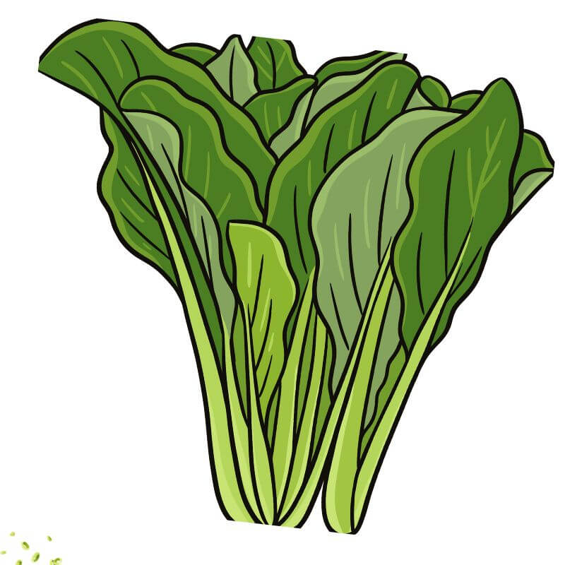 Salad Bowl Seed Bundle