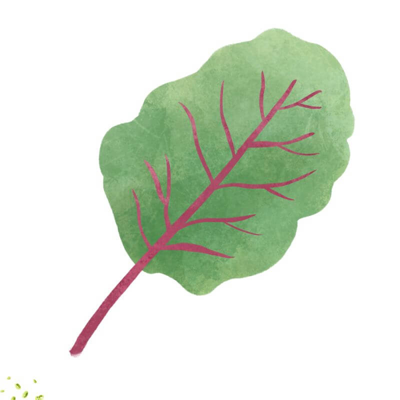 Red-veined Sorrel