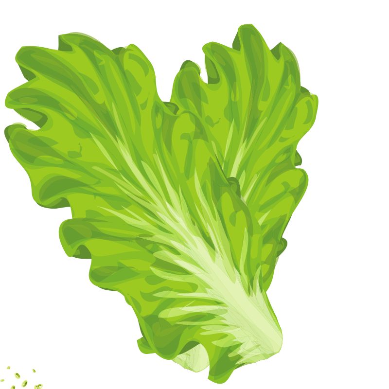 Salad Bowl Seed Bundle