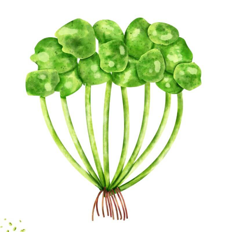 Salad Bowl Seed Bundle